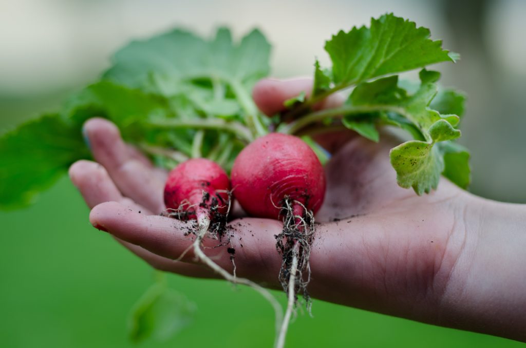 légumes alimentation saine